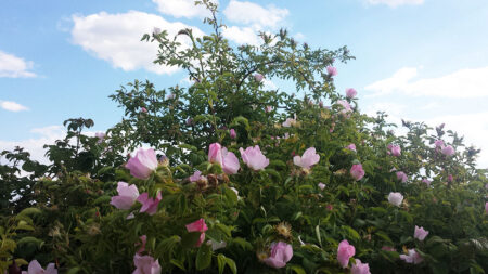 Rose selvatiche per natura
